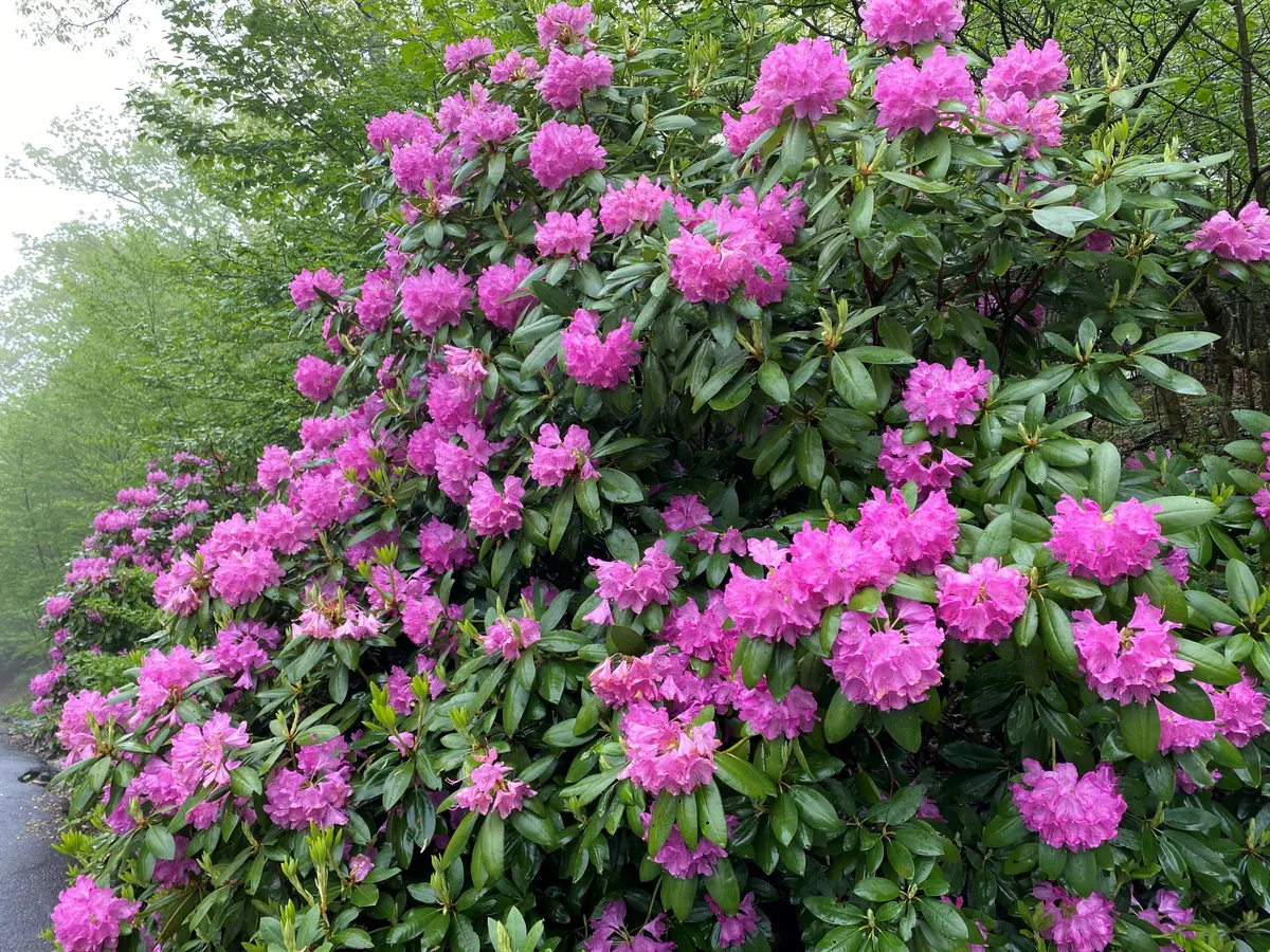 Bright, vivid pink rhododendron flowers bloom amidst rich green foliage. The scene radiates the freshness of spring and early summer, hinting at nature walks, photography, and the region’s seasonal magic.
